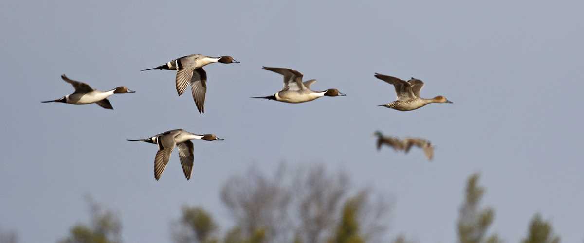 Ducks in flight